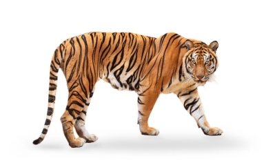 Tiger Animal Pictures | A-Z Animals